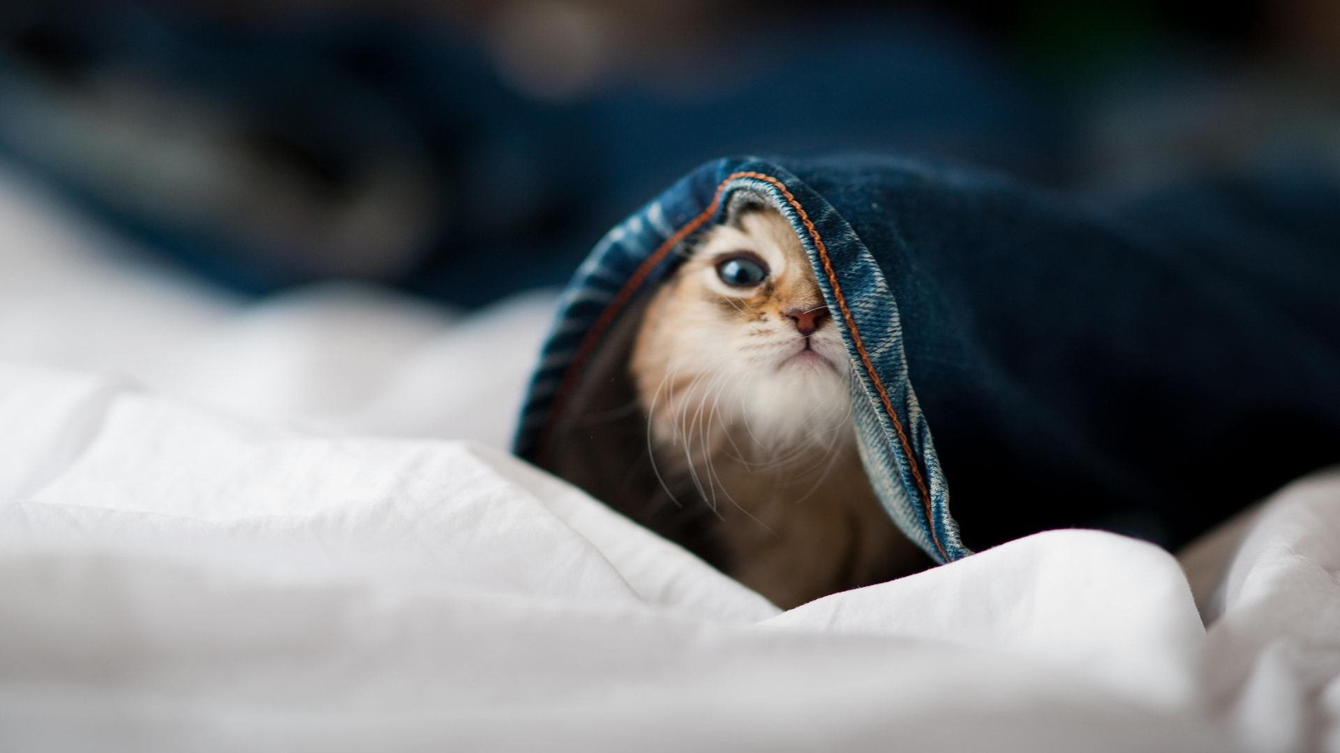 福登的节奏魔法，当秘鲁对阵威尔士，一场被个人天赋重新定义的比赛