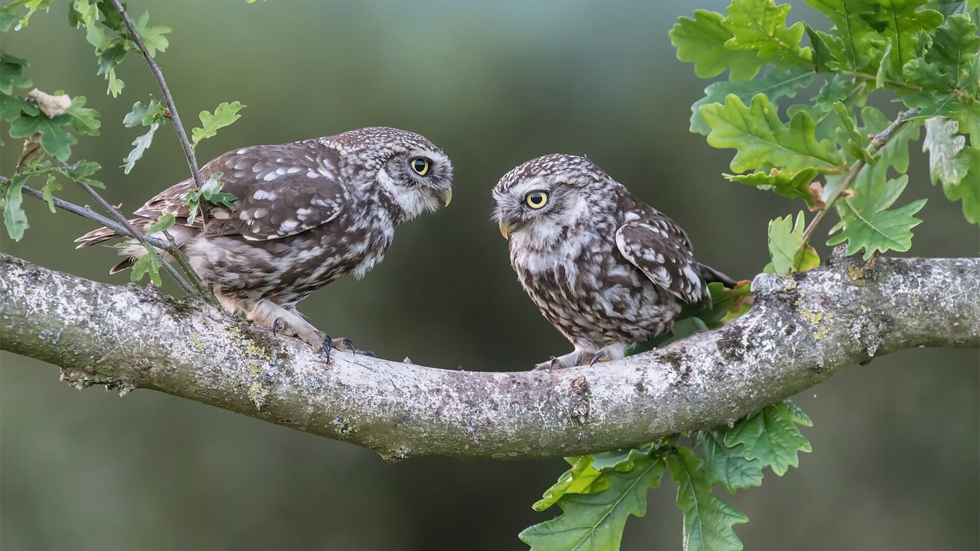 独一无二的夜晚,当哈弗茨在NBA总决赛之夜让比赛提前失去悬念