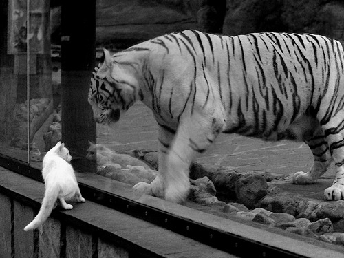 乌克兰血拼佛罗伦萨,门迪成为关键先生—一场跨越战火与艺术的足球救赎